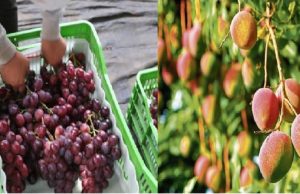 Trigo, café, uva y mango de Piura continúan impulsando el sector agrícola