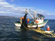 Piura concentra 70% de exportaciones pesqueras pero enfrenta límites estructurales