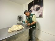 Sullana: Rescatan cría de puma encontrada en fundo Monte Lima