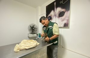 Sullana: Rescatan cría de puma encontrada en fundo Monte Lima