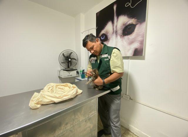Rescate de cría de puma en Sullana2
