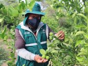 Piura: Agricultores de Cieneguillo alertan falta de agua y pérdidas