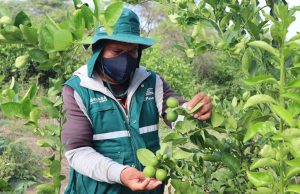 Piura: Agricultores de Cieneguillo alertan falta de agua y pérdidas