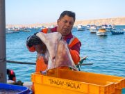 Produce fija cuota de pota y autoriza reinicio de la pesca