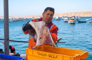 Produce fija cuota de pota y autoriza reinicio de la pesca