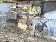 Serfor rescata a venado de cola blanca en carretera de Piura
