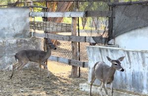 Serfor rescata a venado de cola blanca en carretera de Piura