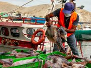 Piura: Produce pide a poteros registrar embarcaciones para seguir en alta mar