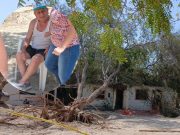 Piura: Árbol cae sobre una casa y una persona de la tercera edad resulta herida