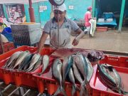 Piura: Precio de la caballa no baja de los S/20 en el mercado
