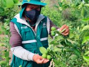 Senasa refuerza acciones ante plagas y respalda agroexportación piurana