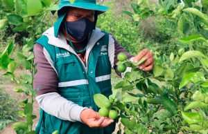 Senasa refuerza acciones ante plagas y respalda agroexportación piurana
