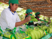 Crecimiento económico de Piura sube al 6 % por encima del promedio nacional