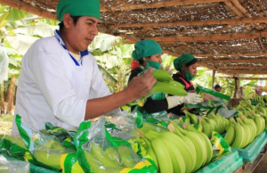 Crecimiento económico de Piura sube al 6 % por encima del promedio nacional