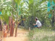 Midagri activa seguro agrícola 2025-2026 y explica acceso al SAC