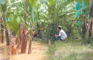 Midagri activa seguro agrícola 2025-2026 y explica acceso al SAC