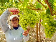 Más del 70 % de la uva de exportación salió del puerto de Paita