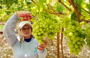 Más del 70 % de la uva de exportación salió del puerto de Paita