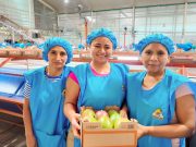 Suiza impulsa Innova Mango Piura para elevar competitividad regional
