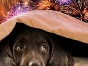 Cómo cuidar a las mascotas ante el uso de pirotécnicos en Año Nuevo