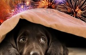 Cómo cuidar a las mascotas ante el uso de pirotécnicos en Año Nuevo