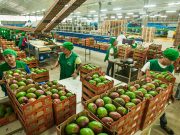 Exportaciones de uva y mango consolidan repunte agroexportador de Piura