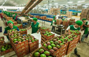 Exportaciones de uva y mango consolidan repunte agroexportador de Piura