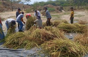 Piura: Instalan parcela demostrativa de ajonjolí en Morropón