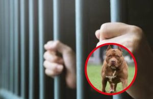 Propuesta plantea prisión para dueños por ataques de perros