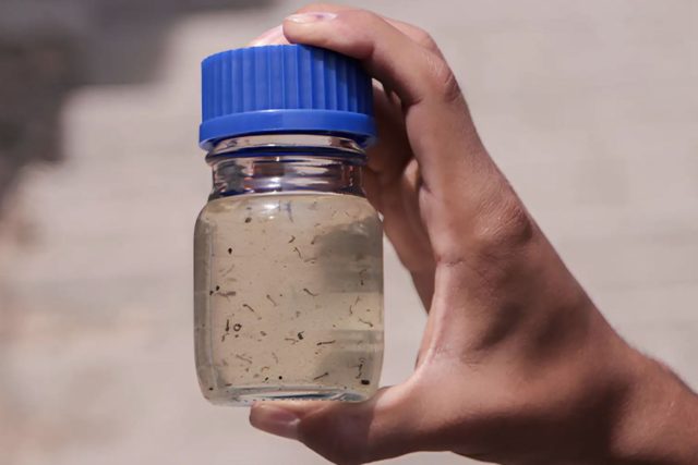 Alerta por dengue
