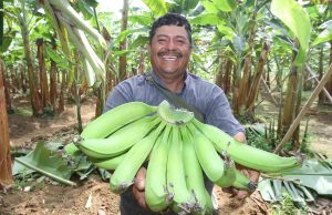 Argentina se suma al mercado internacional del banano de Piura