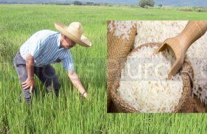 Piura cosechó más de 500 mil toneladas de arroz durante el 2025