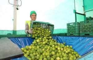 Piura lidera producción y exportaciones de limón sutil en 2025