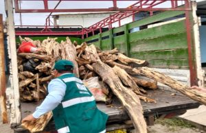 Piura: Incautan más de una tonelada de palo santo de origen ilegal