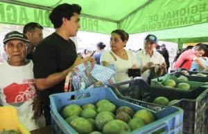 Piura: Producción de mango aumenta en 55.8 % y supera el medio millón de toneladas