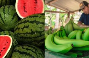 Piura evalúa cultivar sandía en lugar de Banano para evitar propagación de hongo