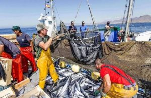 Produce fija límites de captura para asegurar pesca sostenible 2026
