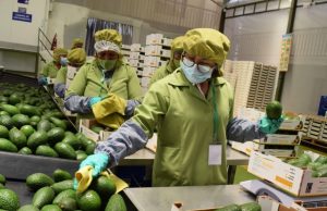 Agroexportaciones crecen 17.5% y superan US$ 13 mil millones