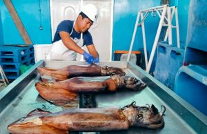 Produce refuerza control y sostenibilidad de la pesca de pota