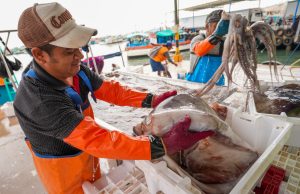 Produce ajusta manejo de pota 2026 y libera topes por faena