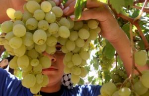 Piura alcanza producción histórica de uva y consolida liderazgo agroexportador