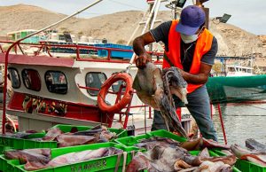 Produce fija cuota de pota para pesca artesanal inicio 2026