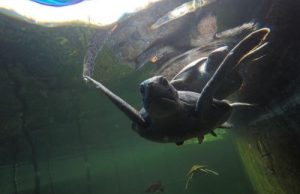Aprueban el Plan Maestro de la Reserva del Mar Tropical de Grau
