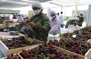 Las exportaciones generan más de 130 mil empleos en Piura