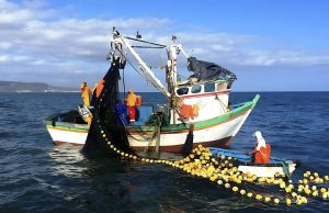 Sostenibilidad de la pota depende de conducta responsable de pesca