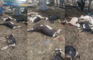 Rayo mata a 30 cabras en el caserío San Martín, en la carretera Piura–Chulucanas