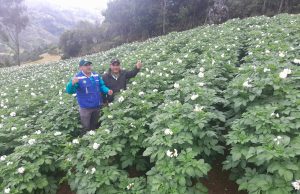 Piura: Inversión regional busca impulsar cultivo de papa en Huancabamba