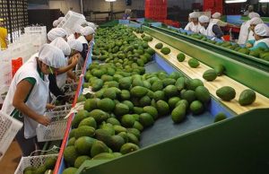 Piura: Puerto de Paita lidera exportación peruana de palta al mundo