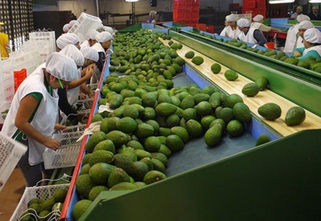 palta-peruana
