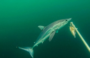 Registran por primera vez en video tiburones diamante en el Perú